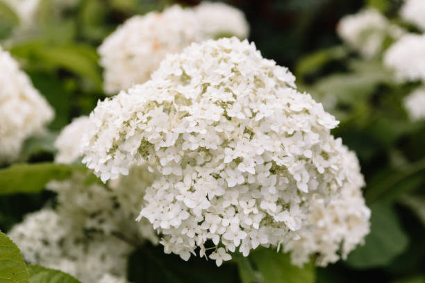 istock A large blooming white hydrangea. Decorating element in landscape design. Used in wedding decor and bouquet. 1337843214