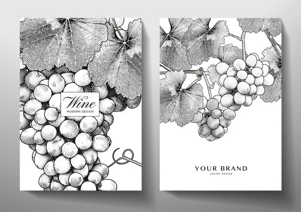 ilustrações de stock, clip art, desenhos animados e ícones de wine set (collection). grape bunch (vine) with leaves on background - uvas