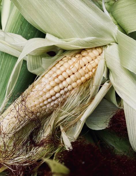 istock Fresh young corn cob, food background, fresh harvest, autumn corn harvest 1337844716