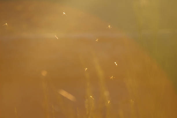 istock Flying insects through a halo of sunlight 1337845247