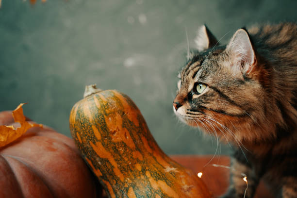 istock Autumn composition with a cat and pumpkins. 1337845942