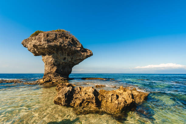 istock Flower Vase Coral Rock 1337846555