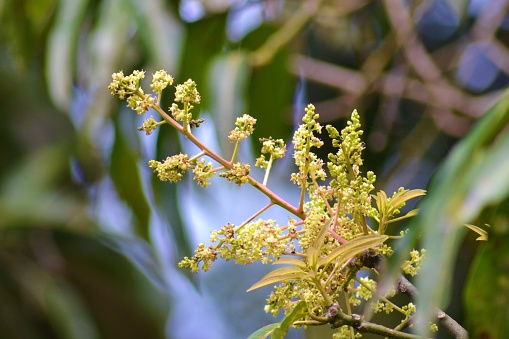 blooming mango tree