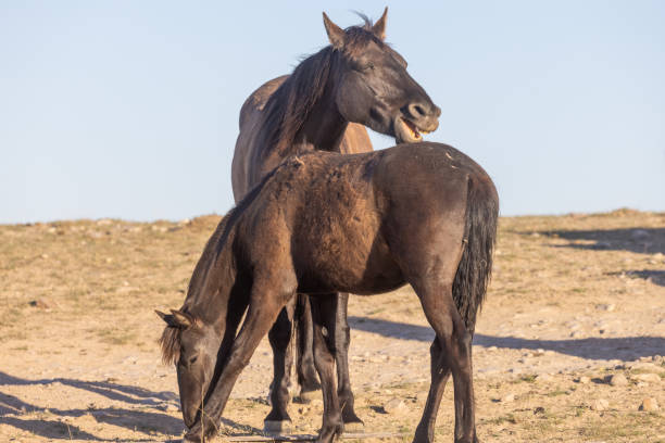 istock Wild Horses in the Utah Dessert 1337846695
