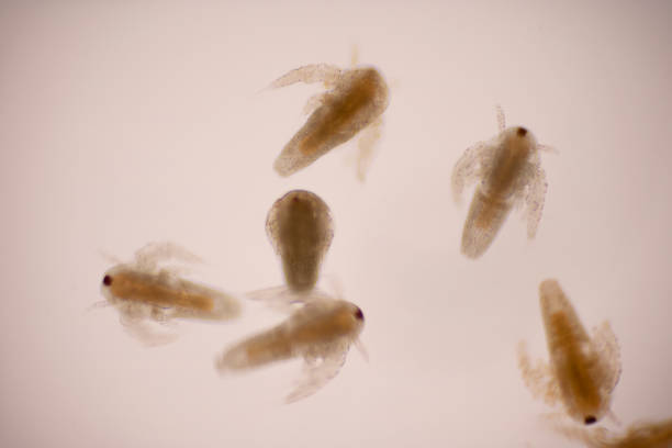 istock Artemia larvae in light microscope, Artemia plankton under a microscope. 1337847458