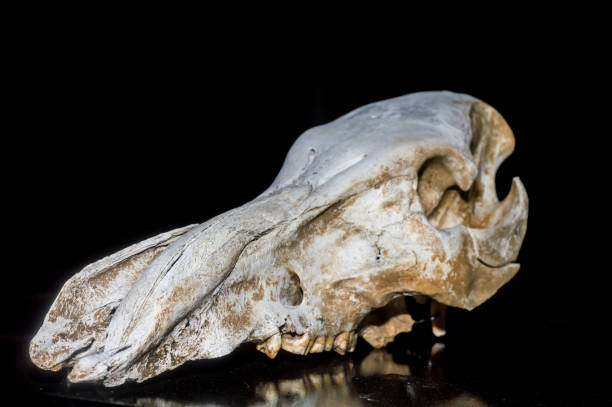 istock wild boar skull with black background 1337850774