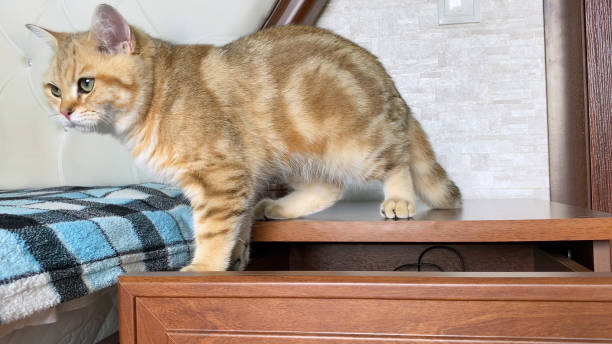 istock ginger striped cat playing on bedside table. Golden chinchilla cat. 1337850959