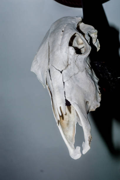 istock horse skull with black background 1337851023
