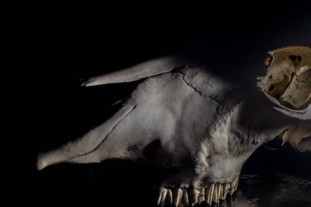 istock horse skull with black background 1337851105
