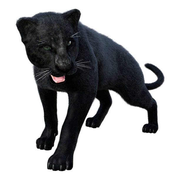istock 3D illustration big cat black panther on white 1337855066