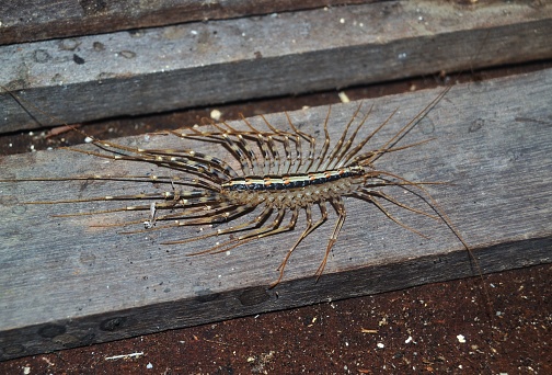 centipedeclose up centipede in brazil