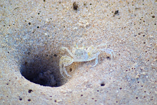 sand crab in his hole at the beach