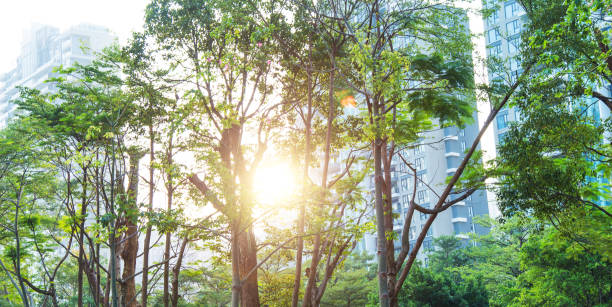 istock Trees in front of the office building 1337857704