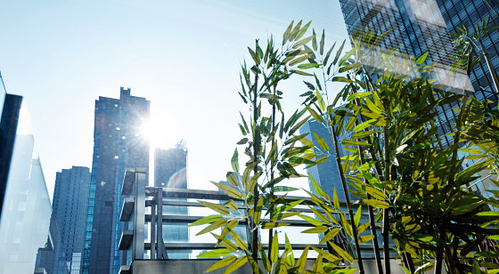 Looking up view of city buildings and green leaves.