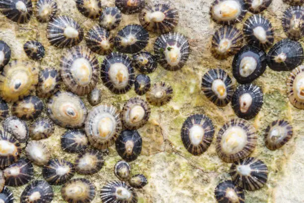 Several common limpets stuck on a beach rock.