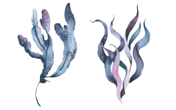 수채화 해초. 손으로 그린 수족관 식물. 바다 수중 식용 조류. - seaweed stock illustrations