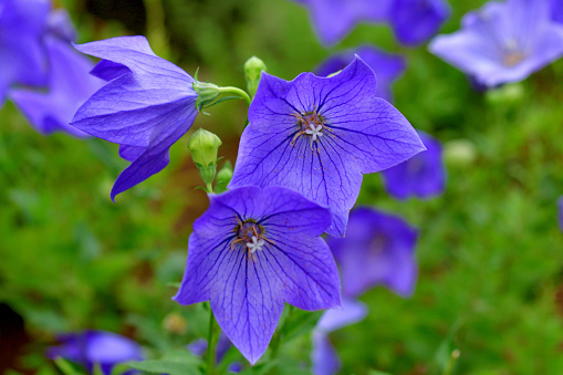 Platycodon grandiflorus, commonly called balloon flower, is a clump-forming perennial that is so named because its flower buds puff up like balloons before bursting open bell-shaped flowers with five pointed lobes. The plant is native to Japan, Korea, China and Siberia.
