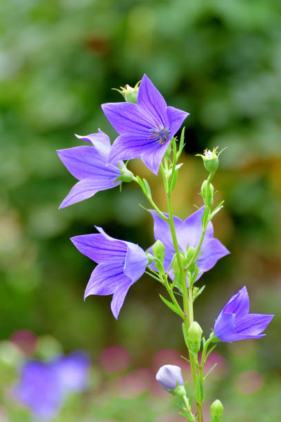 istock Balloon Flower / Platycodon grandiflorus 1337864694