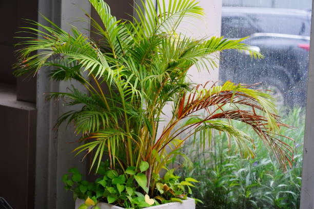 Dypsis lutescens in flower pot