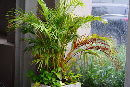 Dypsis lutescens in cement square flower pot.