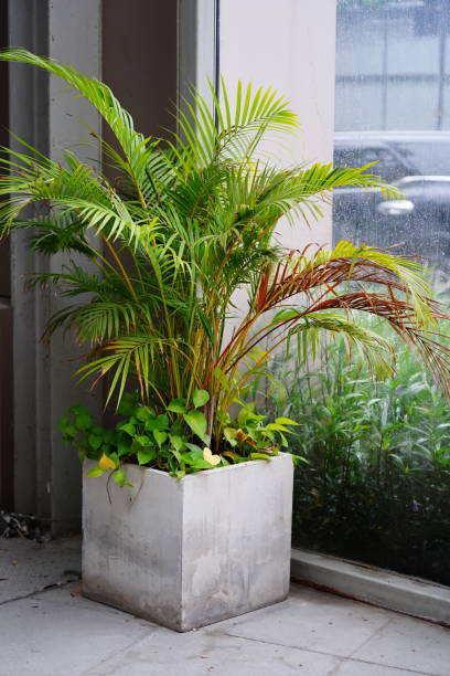 istock Dypsis lutescens in flower pot 1337864728