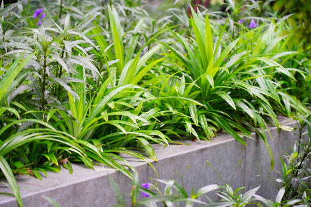 istock Pandan leaves in garden 1337864955
