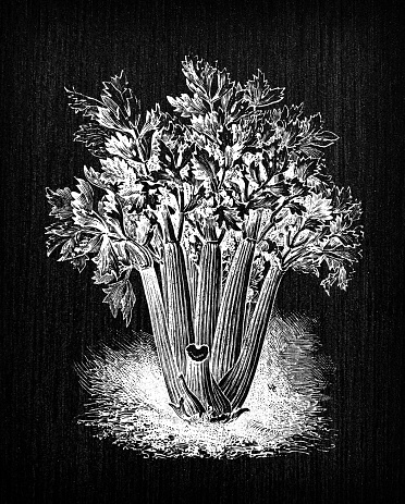 Botany vegetables plants antique engraving illustration: Celery Pascal