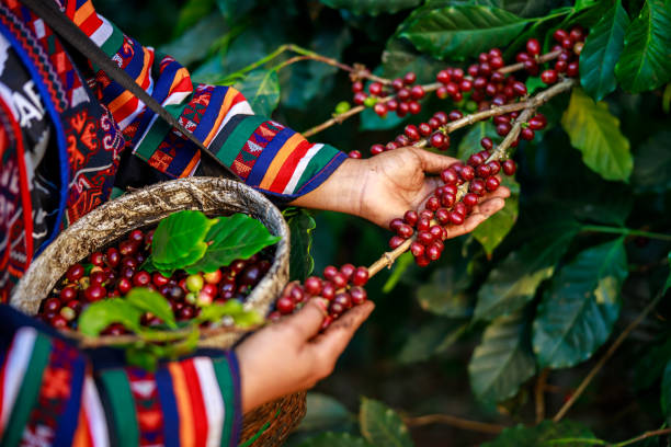 red coffee beans organic 100% in hand and basket farmers at national farm chiang mai thailand - women red fruit picking imagens e fotografias de stock