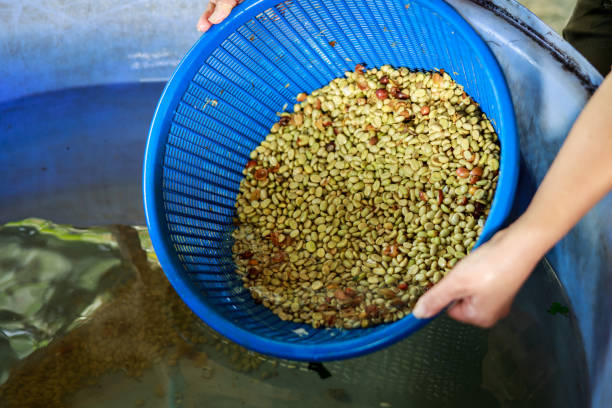istock raw coffee beans processed in basket and farmer hand 1337868603