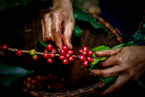 Hand of female akha farmer tribe is harvesting ripe coffee beans from branch in plantation 100% organic farm in valley mountain in Thailand close up and selective focus shot