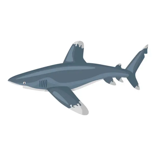 Vector illustration of Oceanic whitetip shark isolated on white background. Cartoon character of ocean for children.