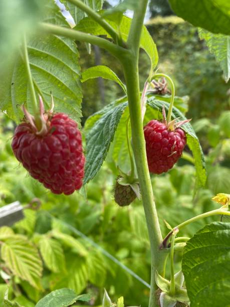 istock Raspberries growing ripe autumn bliss 1337868926
