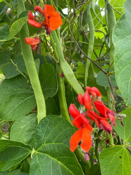 Runnerbeans on vine Runnerbeans on vine runner bean stock pictures, royalty-free photos & images