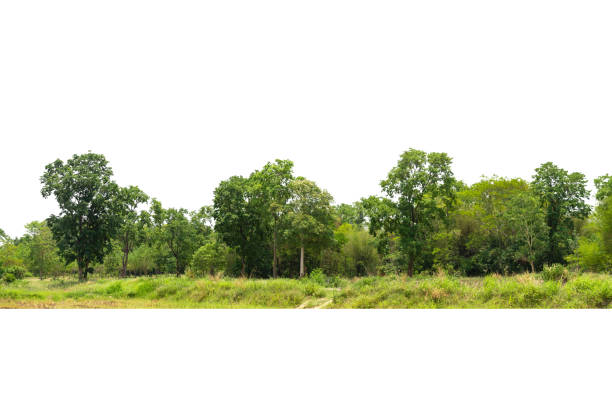 istock View of a High definition Treeline 1337870308