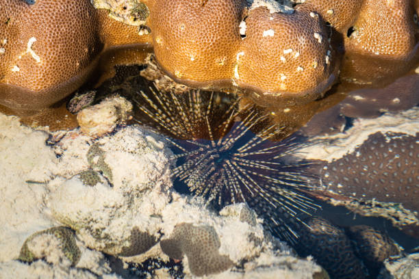 Blue-spotted sea urchin on the coral reef under the sea surface movements.