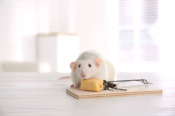 istock Rat and mousetrap with cheese indoors. Pest control 1337870649