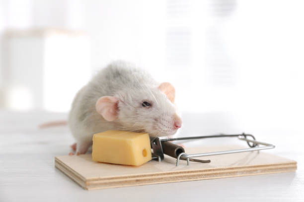 istock Rat and mousetrap with cheese indoors. Pest control 1337870897