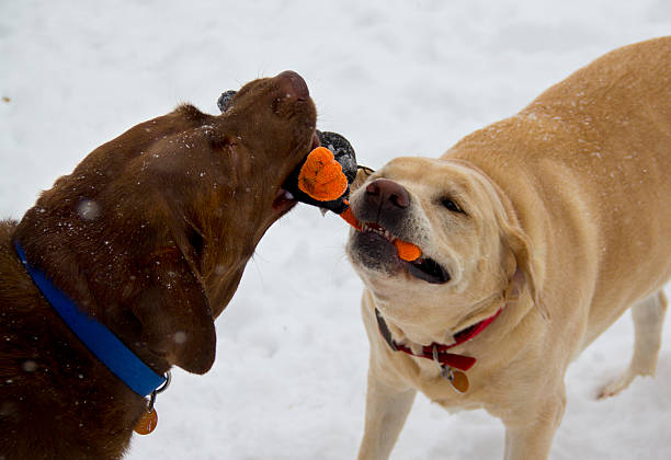 istock Labradors playing with toy in the snow 133787190