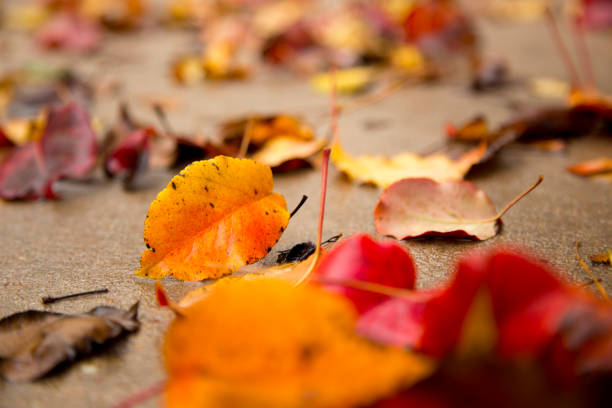istock Autumn Leaves scattered on concrete drive.Fall colors. 1337872294
