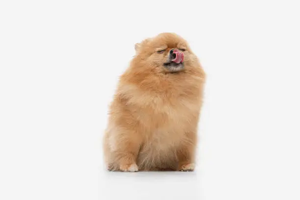 Photo of pomeranian dog sitting on isolated background.