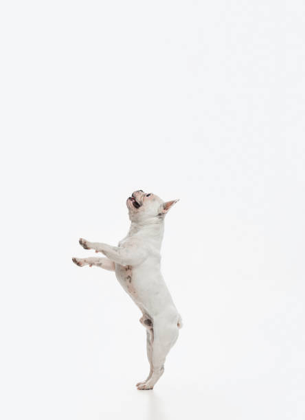 istock French bulldog running and jumping isolated on white studio background. 1337874164