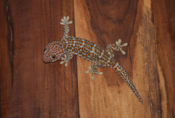 Tokay Gecko Tokay Gecko (Gecko gecko) adult on wooden wall"n"nKaeng Krachan, Thailand            November tokay gecko stock pictures, royalty-free photos & images
