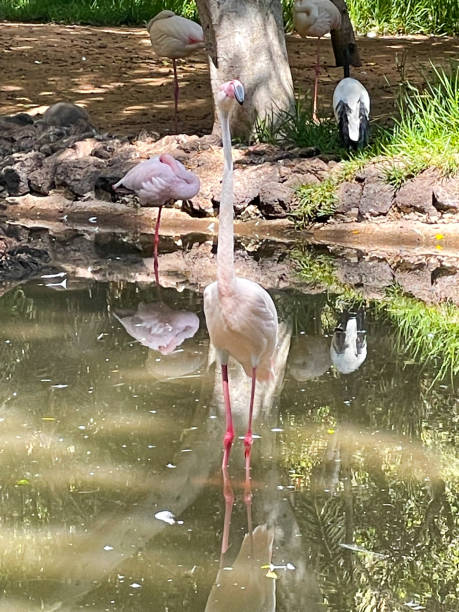istock Flamingo in water on Fuertenventura 1337876997