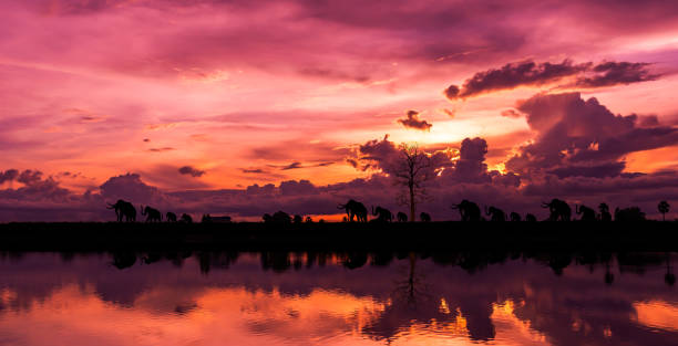 Amazing Elephant silhouettes walking on the sunset,Panorama sunset background.Elephant expedition.