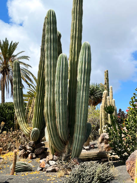 istock Huge cactus plants on Fuerteventura 1337877191