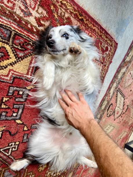 istock Happy dog getting a belly rub 1337877571
