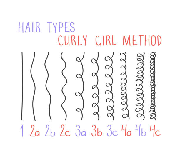 ilustrações, clipart, desenhos animados e ícones de ilustração vetorial dos tipos de cabelo com todos os tipos de cachos rotulados de 1 a 4c. conceito de método de menina encaracolada (cgm) - loose hair