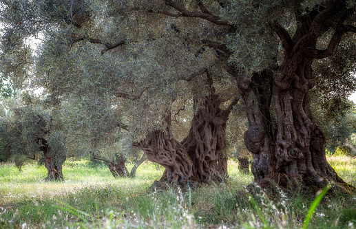 Olive field with old olive tree, Corfu, Greece