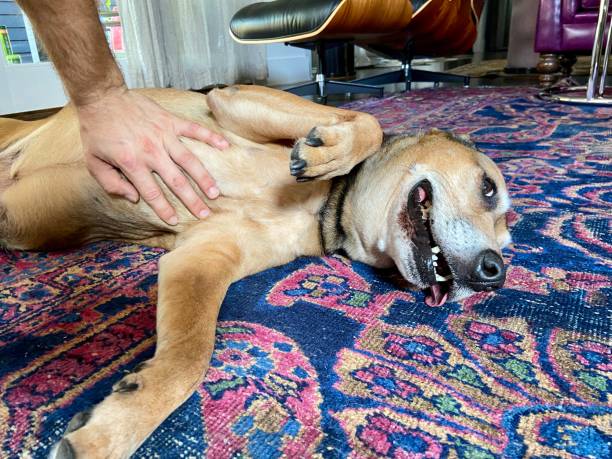 istock Happy dog getting a belly rub 1337878911