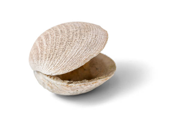 Shell on white background Shell isolated on a white background, including clipping path collection clam stock pictures, royalty-free photos & images